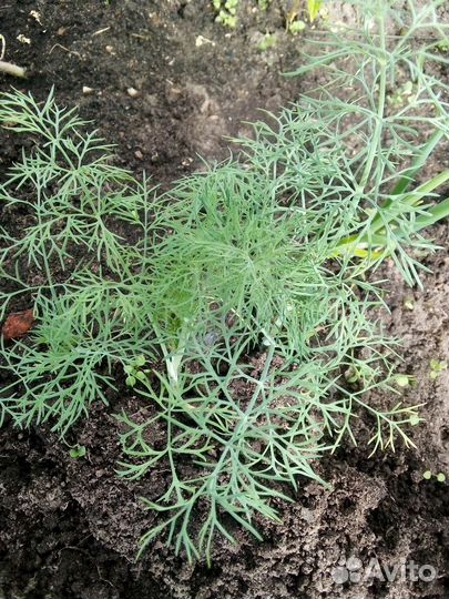 Укроп свежий