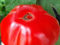 Семена минусинских и семейных сортов томата