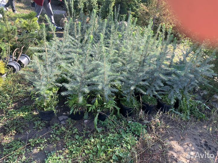 Ель голубая глаука мистик блю