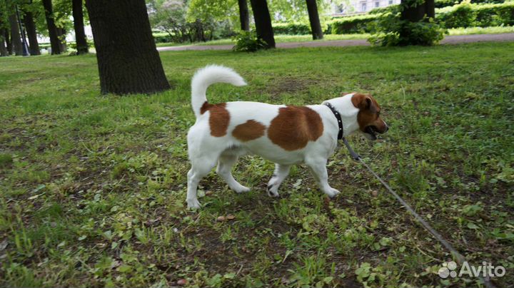 Вязка джек Рассел терьер