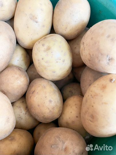 Картофель домашний