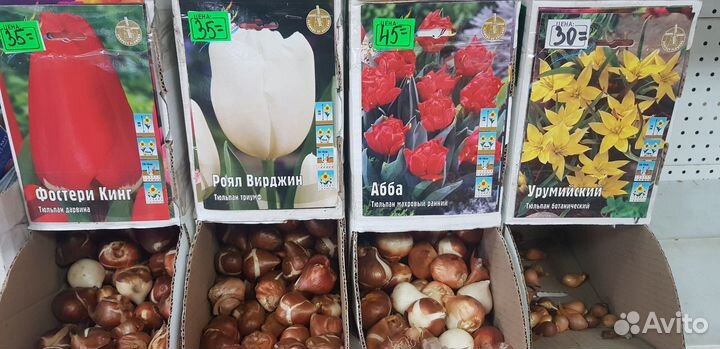 Нарциссы луковицы