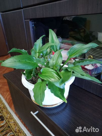 Дримиопсис