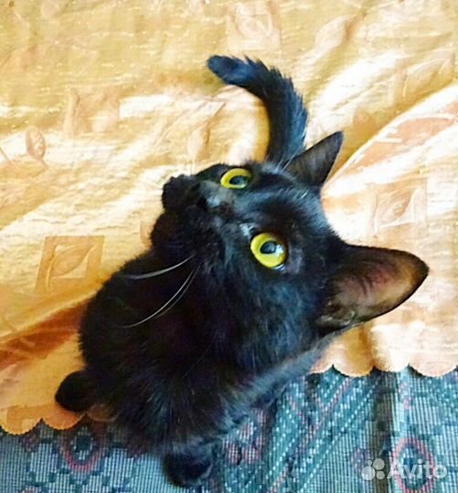 С кошкой Багирой к вам придет счастье) 7 месяцев