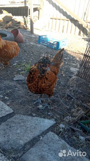 Павловское золото