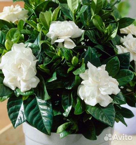 Гардения жасминовидная Gardenia