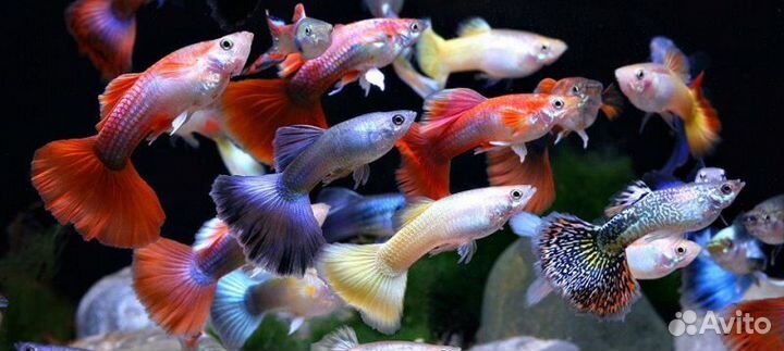 Гуппи. Аквариумные рыбки. Растения. Аквариум. Фон