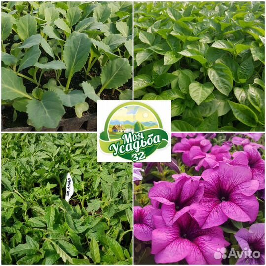 Рассада Овощей, Ягод и Цветов