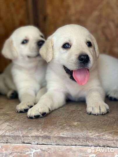 Щенки лабрадора