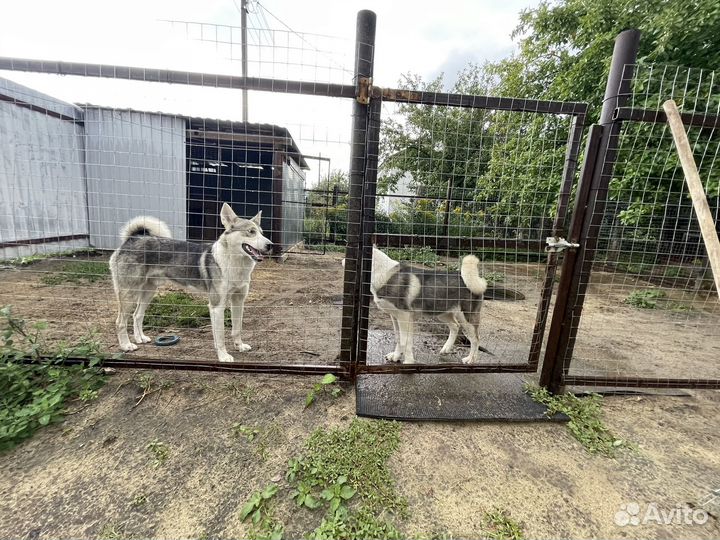 Вязка Западно сибирская лайка