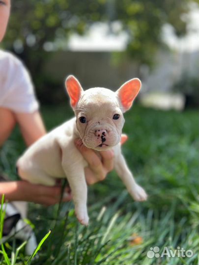 Французский бульдог щенки
