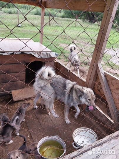 Щенки западно сибирской лайки