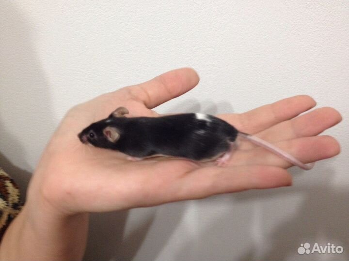 Крысы, мыши, мастомисы на корм