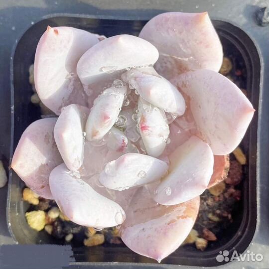 Совместная закупка редких суккулентов из Азии