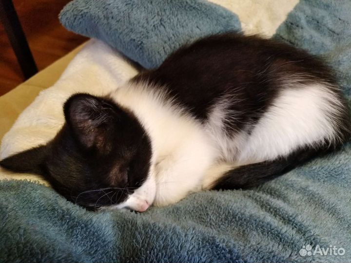 Котенок девочка 2 мес, черно-белая