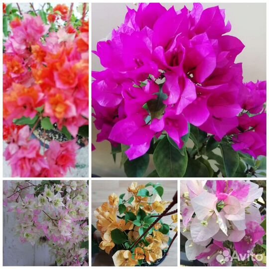 Бугенвиллия