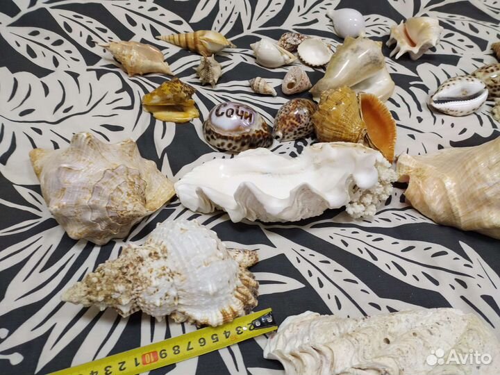 Ракушки коралл для коллекции для декора и аквариум