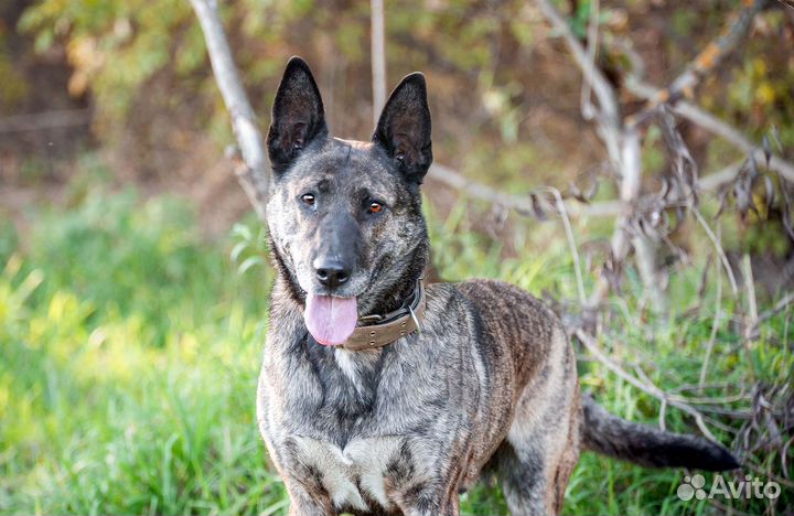 Тигру нужен дом