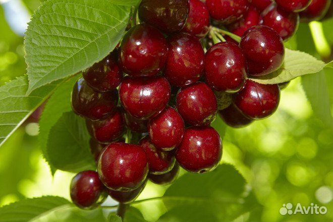 Питомник реализует саженцы вишни Молодежная