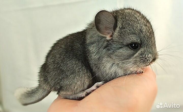 Продам шиншилу