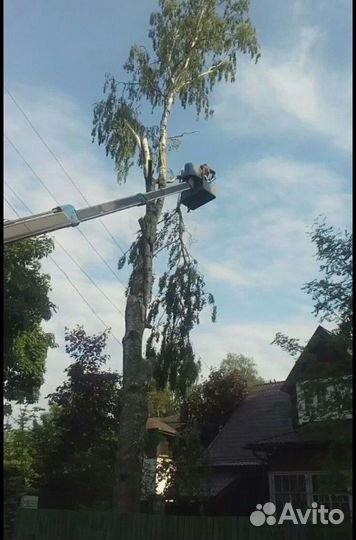 Спил деревьев/Выкорчёвка/Обрезка/Удаление