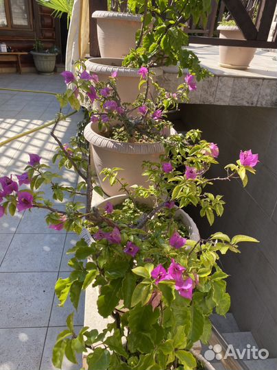 Бугенвиллея