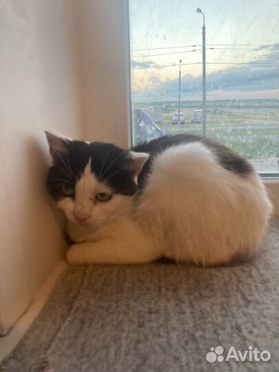 Ищу передержку или дом для доброй кошечки