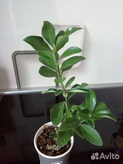 Горшок для цветов и цветы комнатные