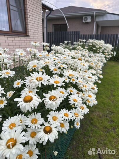 Ромашка садовая крупная высокая