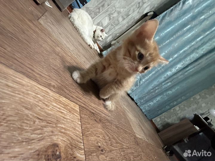 Отдам бесплатно в добрые руки