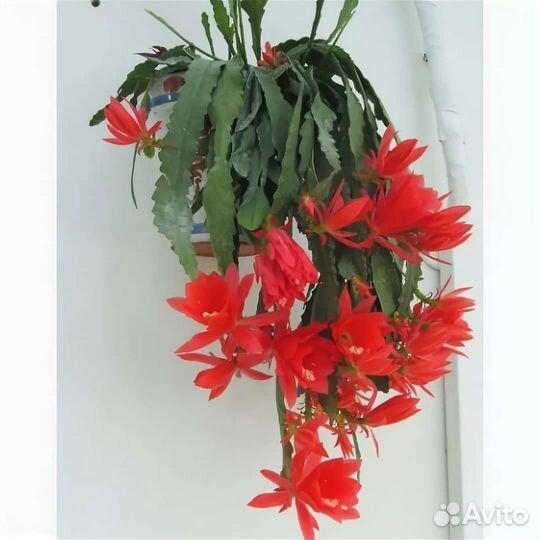 Эпифиллумы сортовые