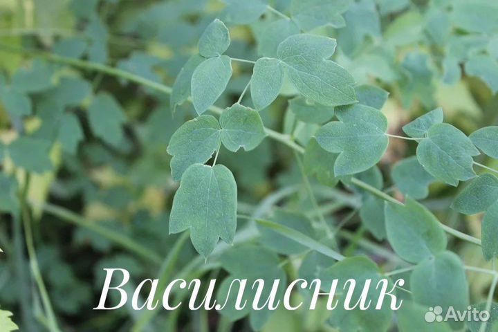 Василистник