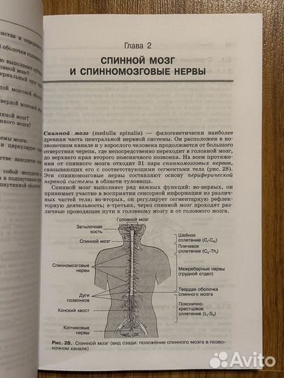 Анатомия нервной систему Козлов Цехмистренко