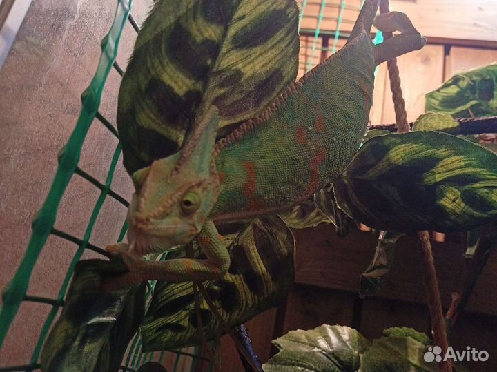 Йеменский Хамелеон