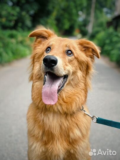 Микки ищет семью. Собака в добрые руки