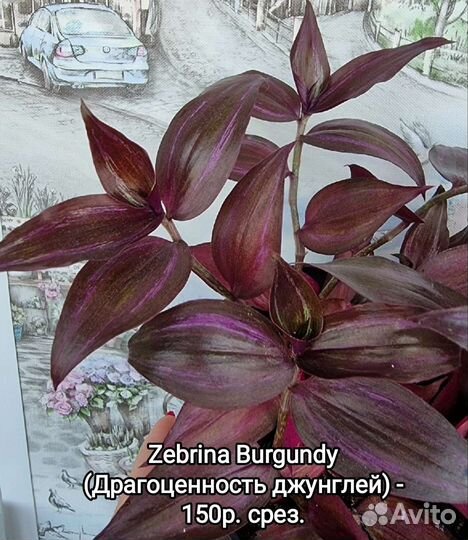 Сортовые традесканции