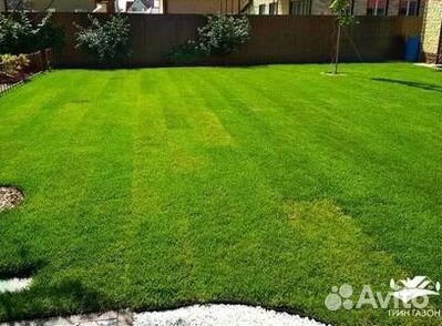 Продажа Рулонного газона