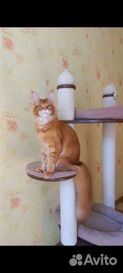 Мальчик мейн-кун