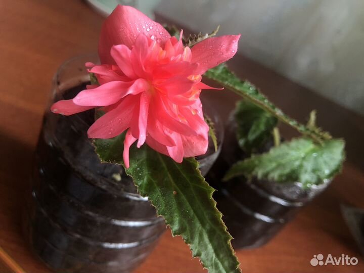 Бегония королевская в грунте цветущая