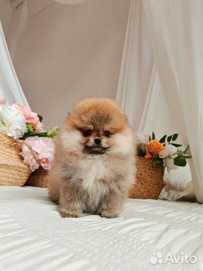 Померанский шпиц мини мальчик к 8 марта