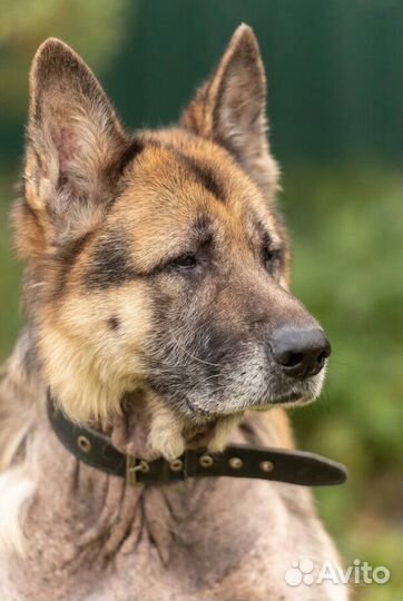 Немецкая овчарка в добрые руки