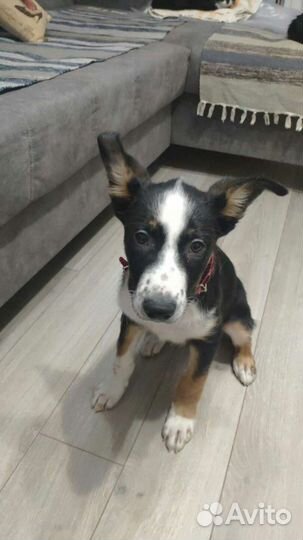 Оззи ждет своего человека