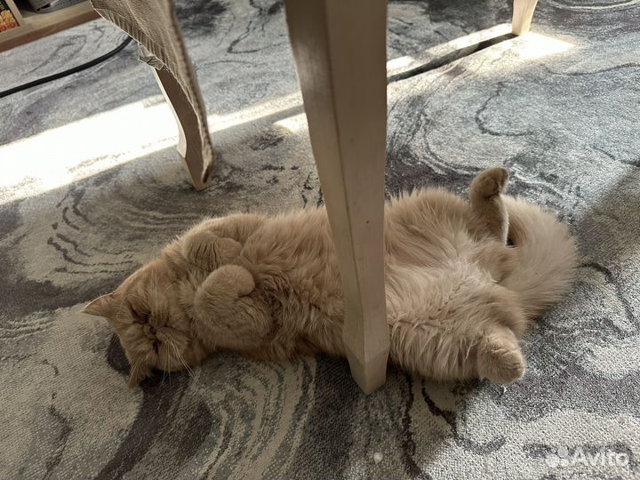 Отдам в добрые руки кошку