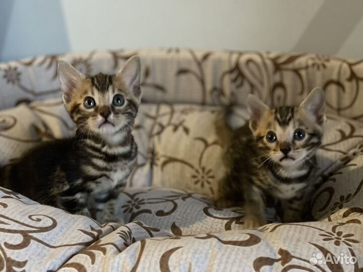 Бенгальские котята