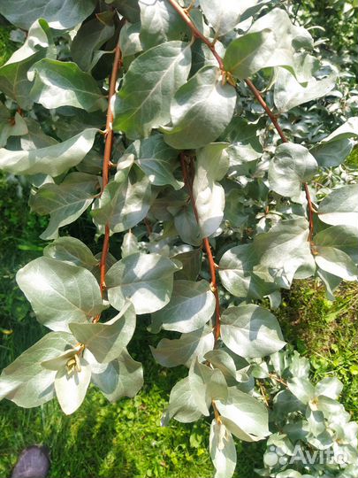 Лох серебристый