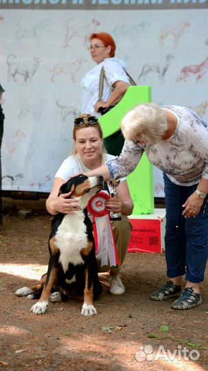 Большой швейцарский зенненхунд