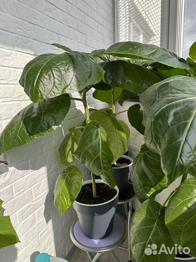 Рассада томарилло