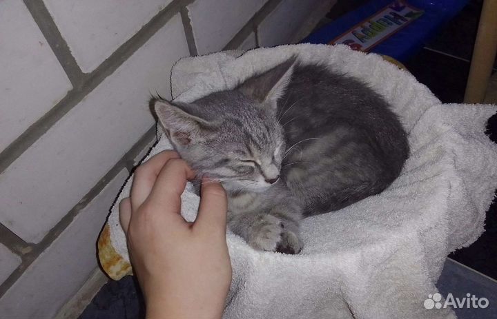 Котенок бесплатно в добрые руки
