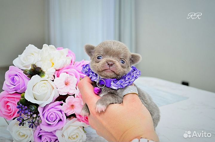 Чихуахуа мальчики Мини и Микро, редкие окрасы