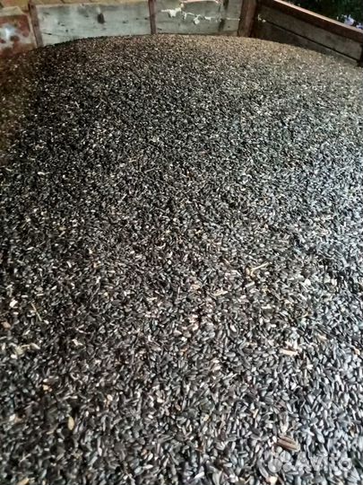 Семечка кондитерка